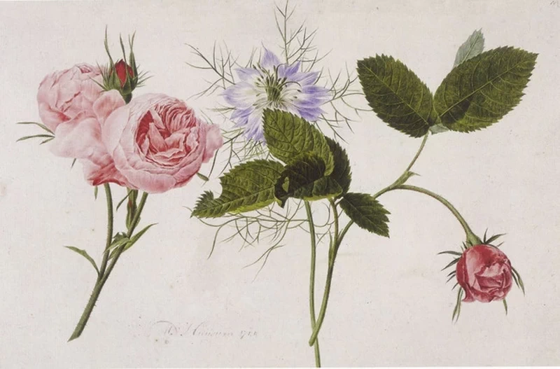 Rose e amore nella nebbia